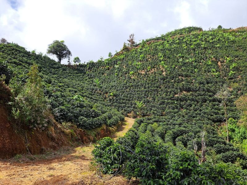 Finca Cafetalera La Guaria
