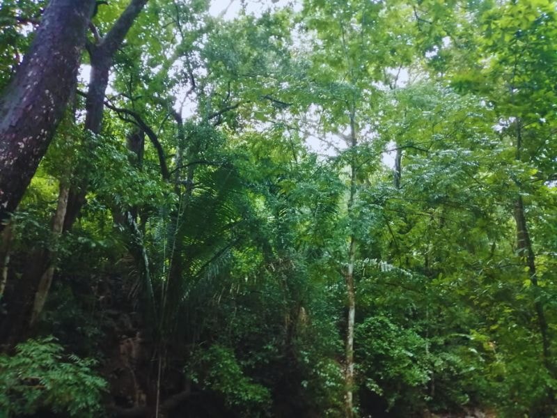 Finca sembrada de Teca